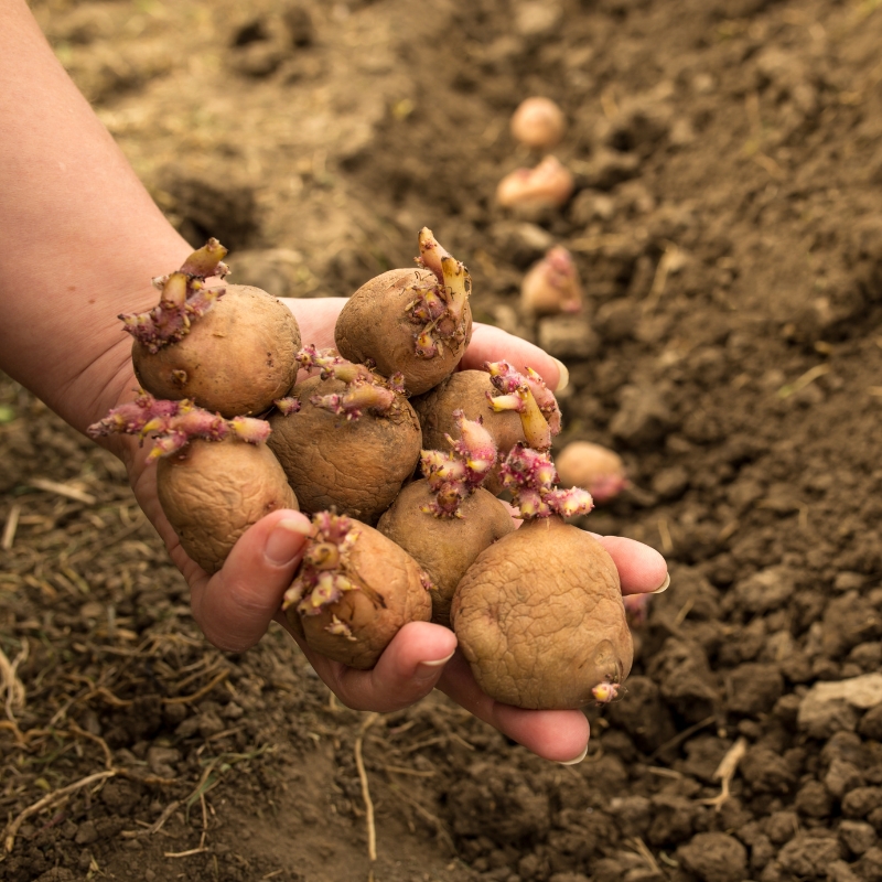 Vroege aardappels poten en kweken